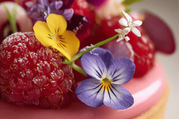 Cheesecake de aveia tropical